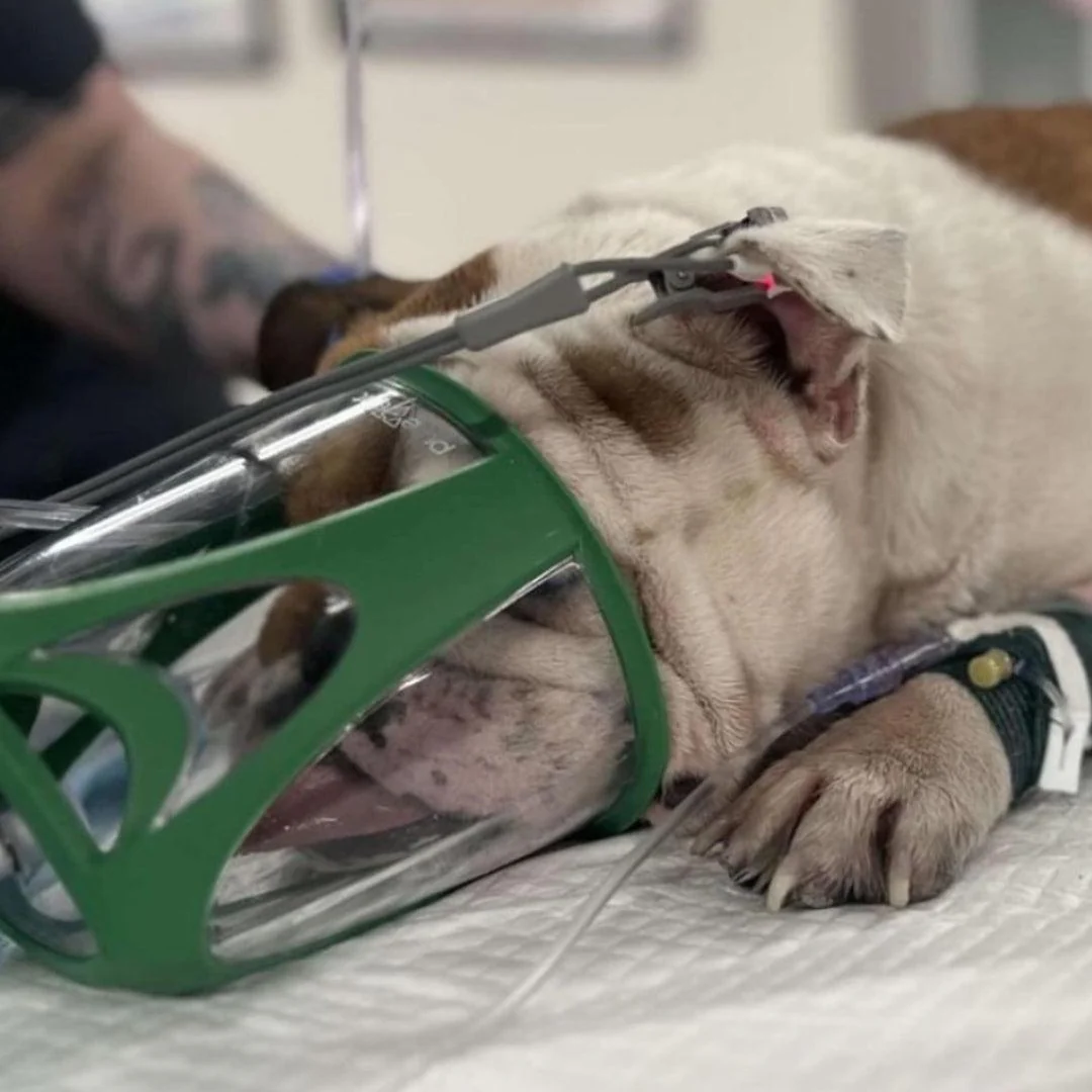 Extended & Rescue Oxygen Therapy Bundle for Large Pets – Complete Respiratory Support - Image 4